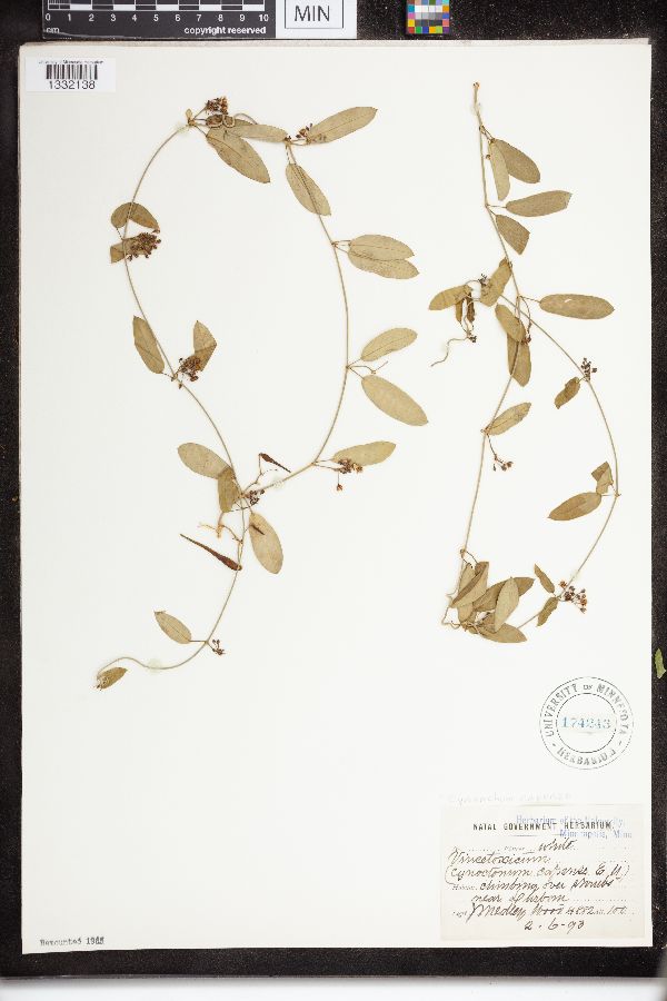 Cynanchum capense image