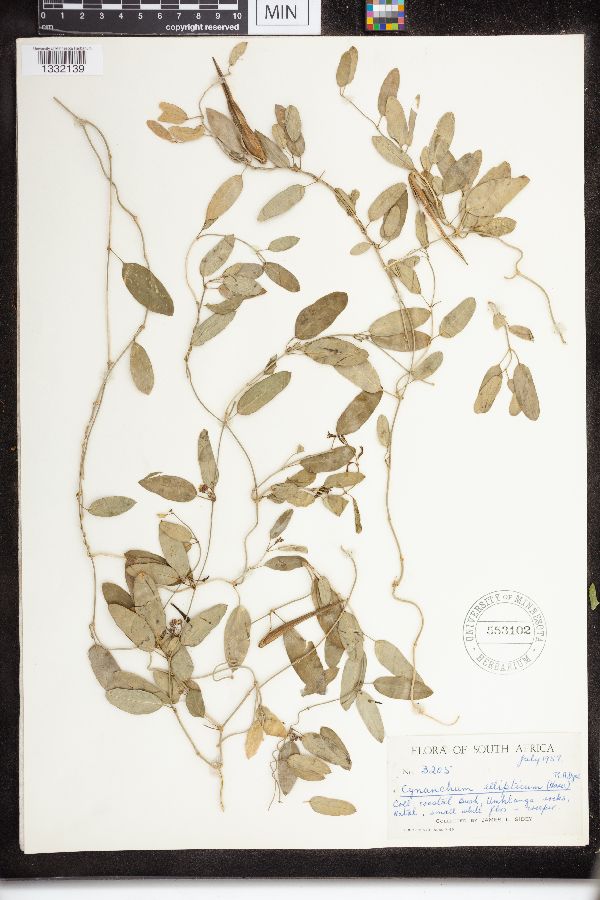 Cynanchum ellipticum image