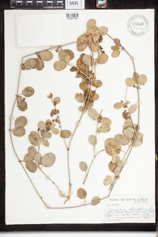 Cynanchum obtusifolium image