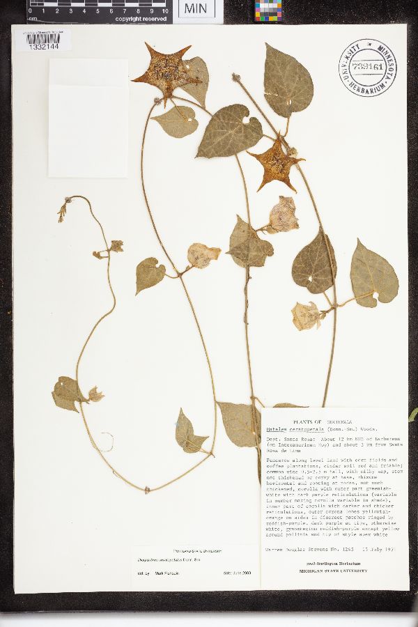 Dictyanthus ceratopetalus image