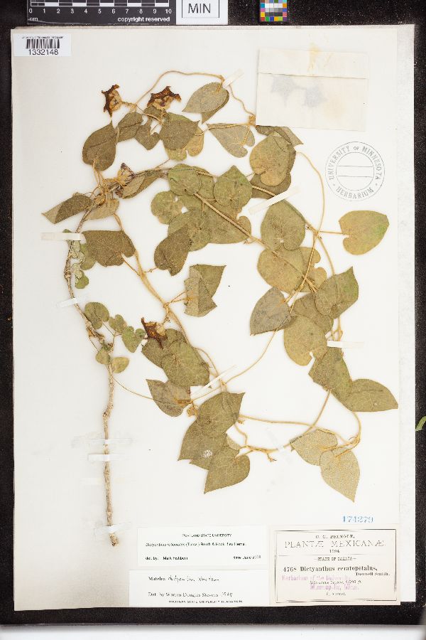 Dictyanthus reticulatus image