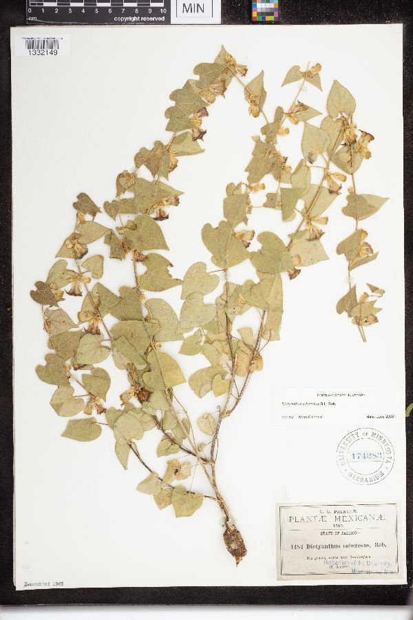 Dictyanthus tuberosus image