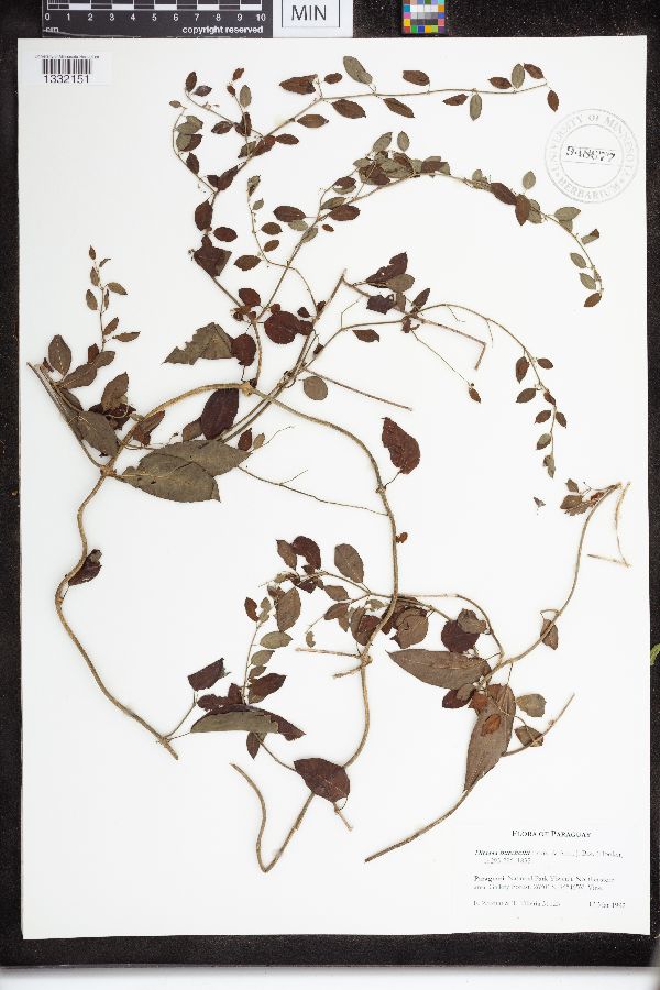 Ditassa burchellii image