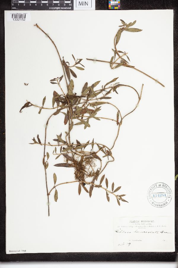 Ditassa lanceolata image