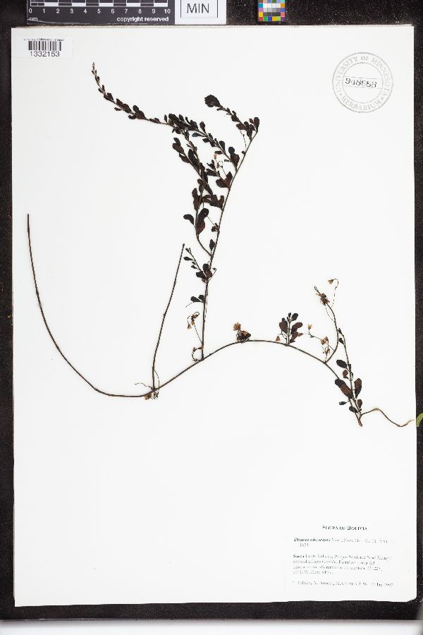 Ditassa obcordata image