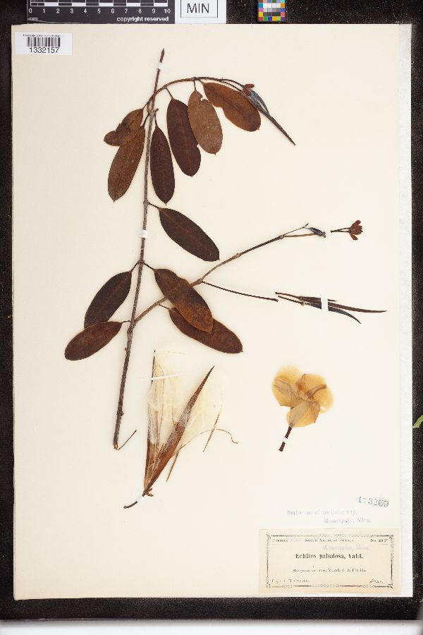 Echites paludosus image