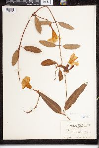 thumbnail image of current specimen