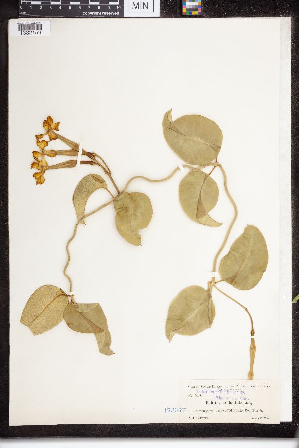Echites umbellatus image