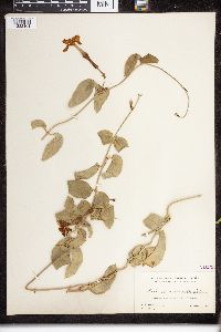 Echites umbellatus image