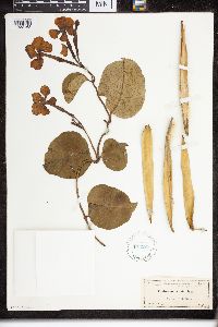 Echites umbellatus image