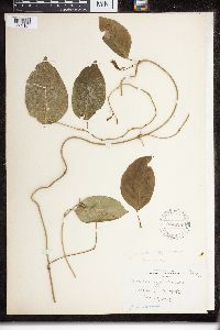 Echites agglutinatum image