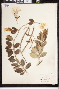 thumbnail image of current specimen