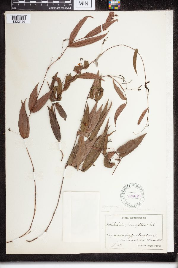 Echites breviflorus image