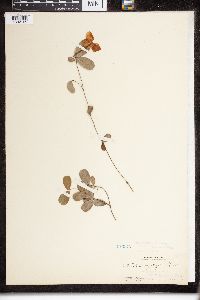 Echites roseus image