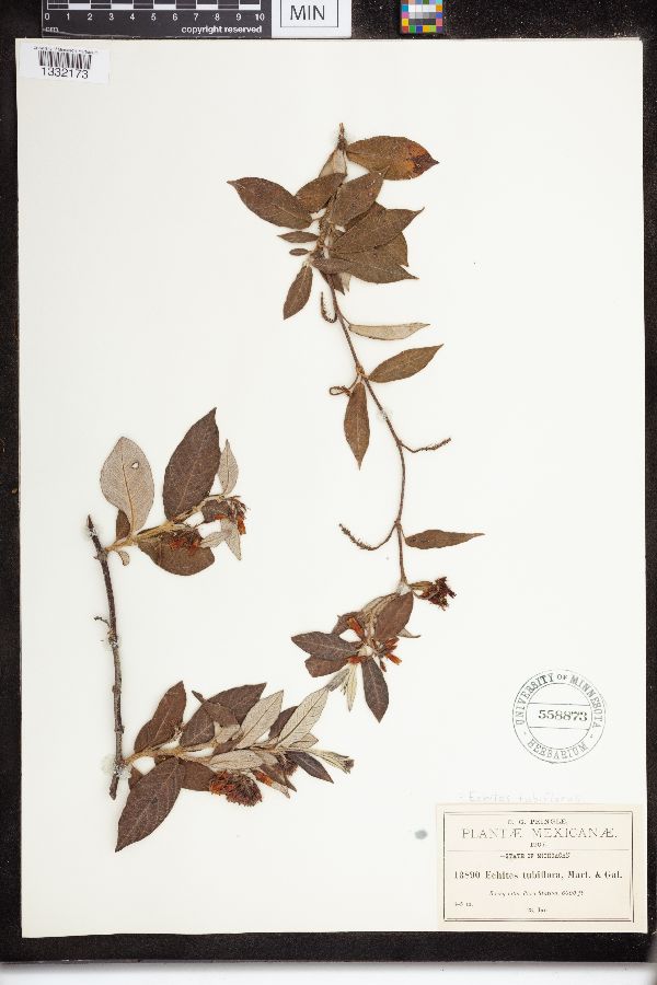 Echites tubiflorus image