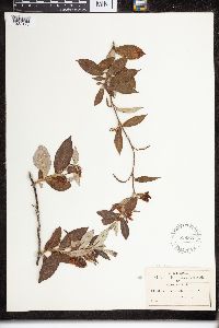 Image of Echites tubiflorus