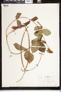 Echites tubiflorus image