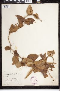 Echites umbellatus image