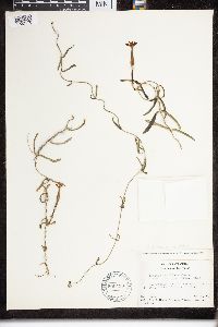 Echites umbellatus image