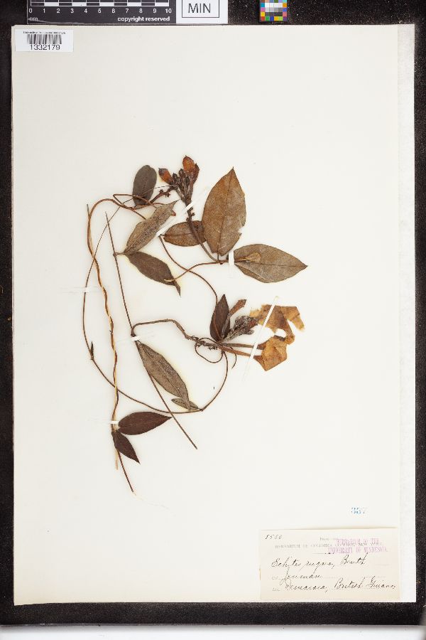 Echites rugosus image