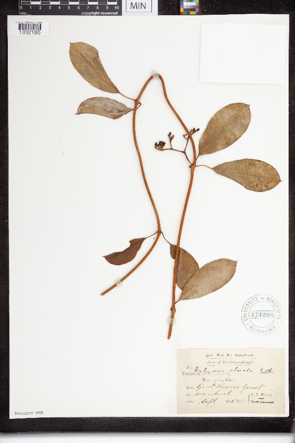 Finlaysonia obovata image