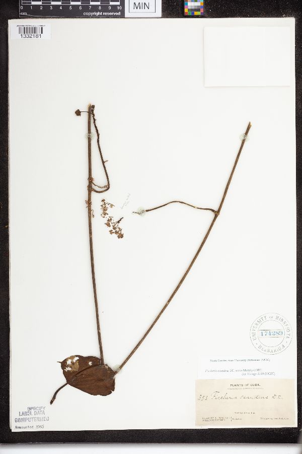 Fischeria scandens image