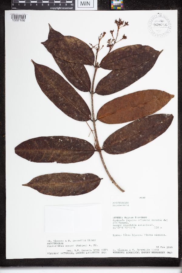 Forsteronia acouci image