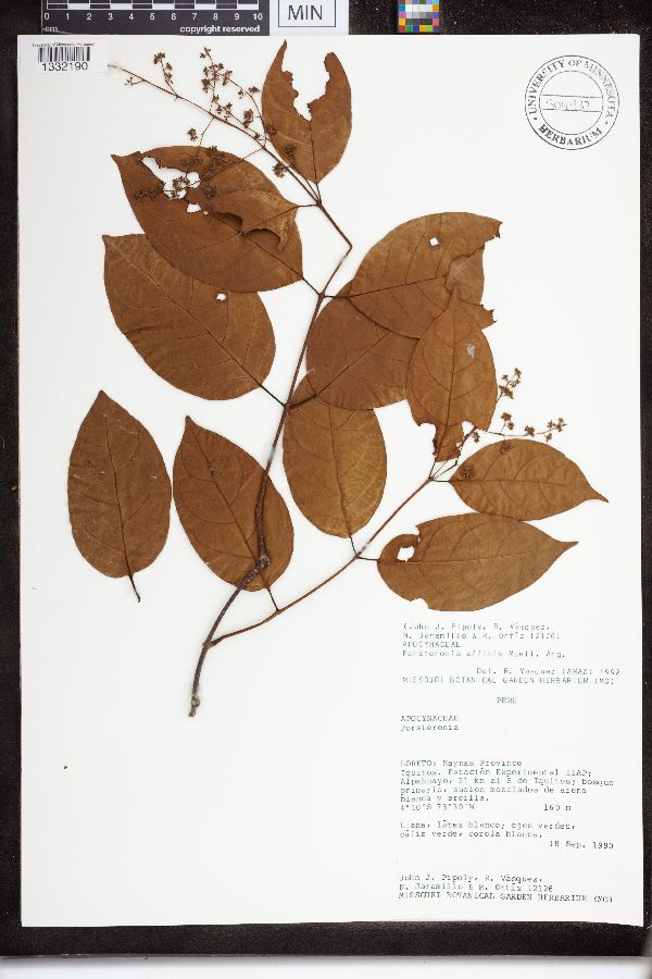 Forsteronia affinis image