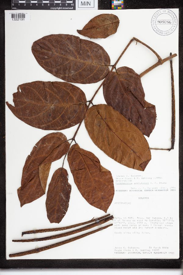 Forsteronia amblybasis image