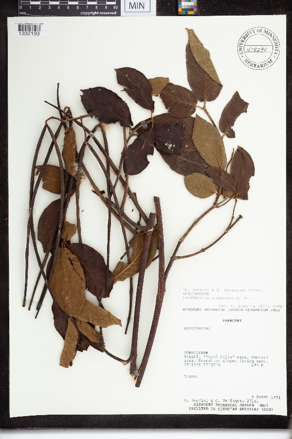 Forsteronia pubescens image