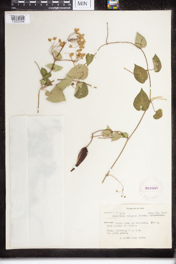 Funastrum elegans image