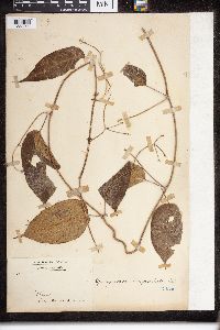 Thumbnail image of current specimen