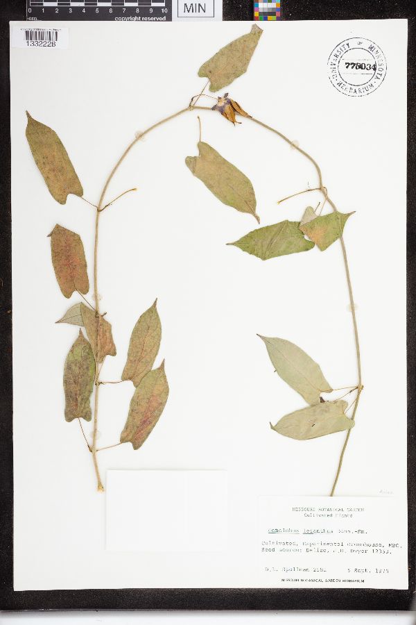 Gonolobus leianthus image