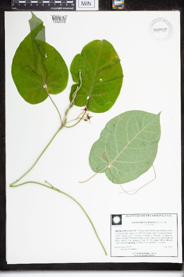 Gonolobus suberosus image