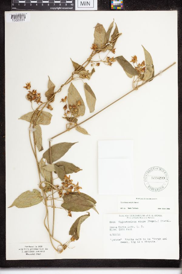 Gonolobus edulis image