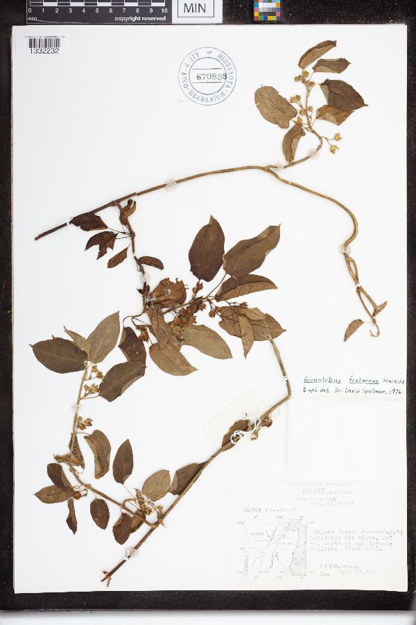 Gonolobus fraternus image