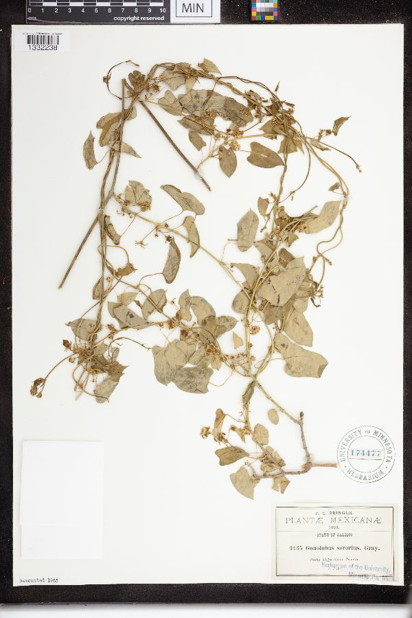 Gonolobus sororius image