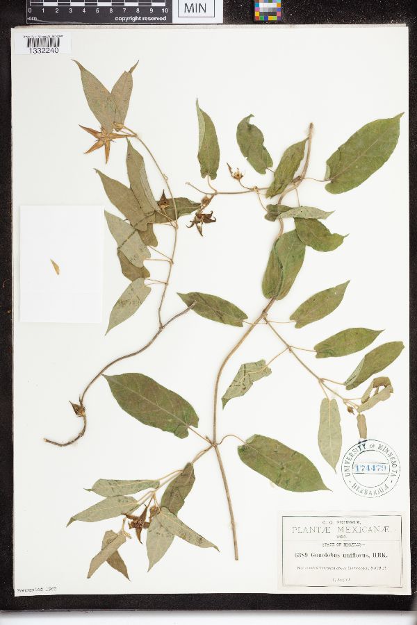 Gonolobus uniflorus image