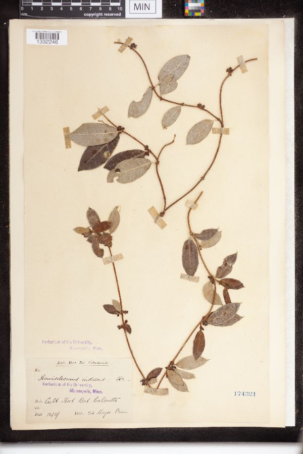 Hemidesmus indicus image