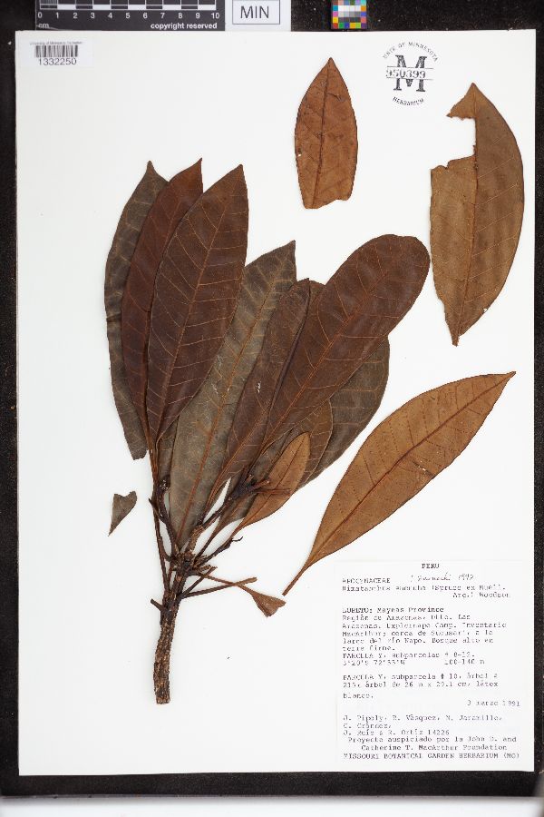 Himatanthus sucuuba image