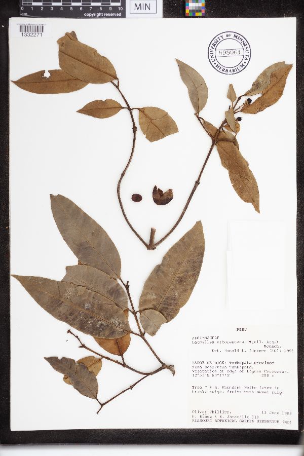 Lacmellea arborescens image