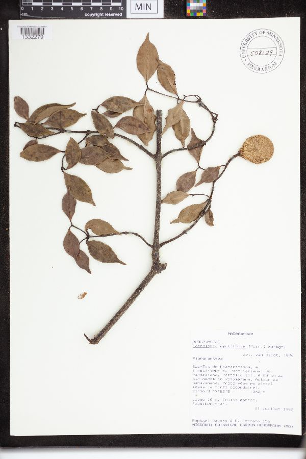 Landolphia myrtifolia image