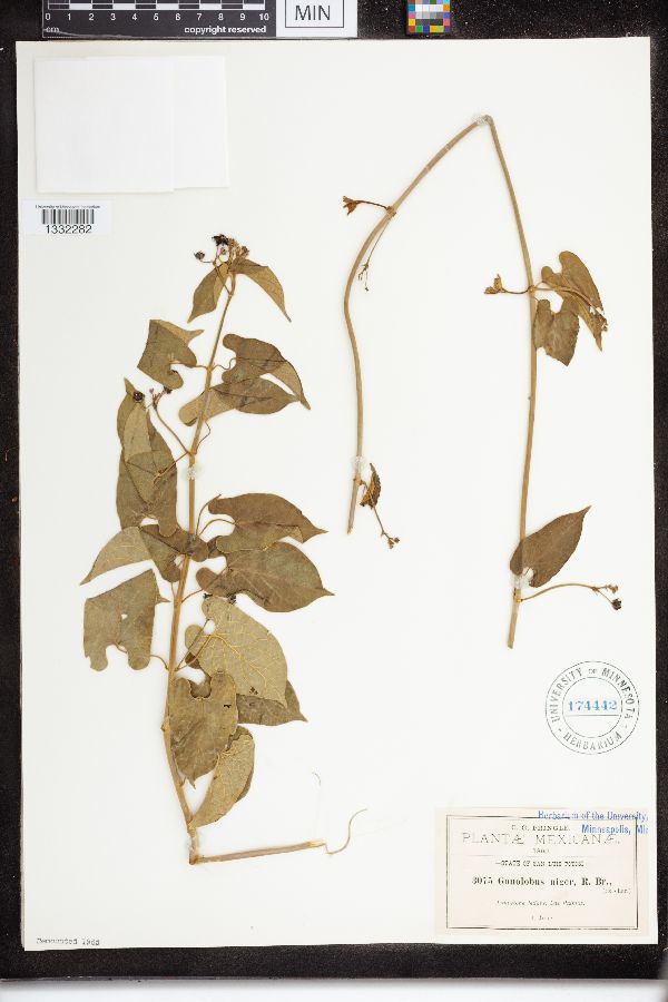 Gonolobus niger image