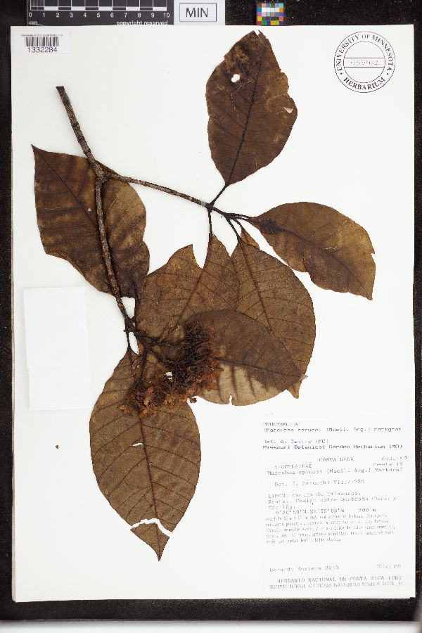 Macoubea image