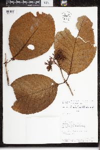 Image of Macoubea guianensis