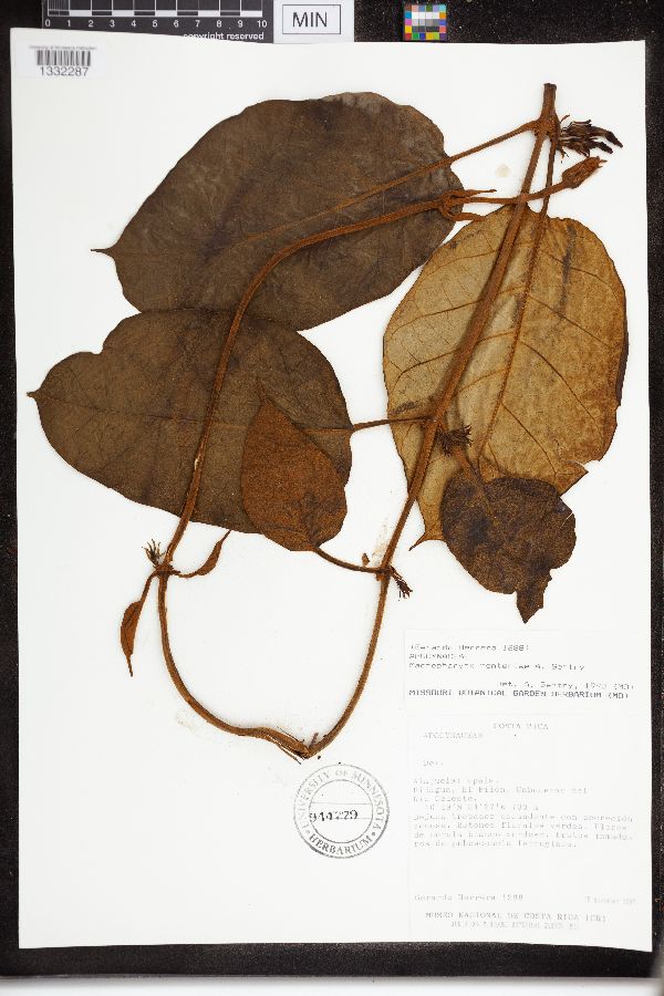 Macropharynx renteriae image