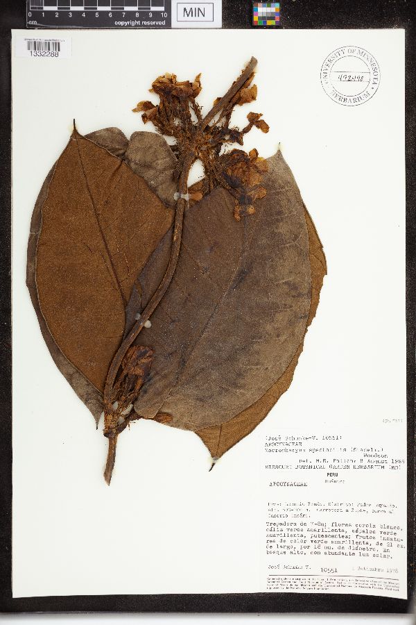 Macropharynx spectabilis image