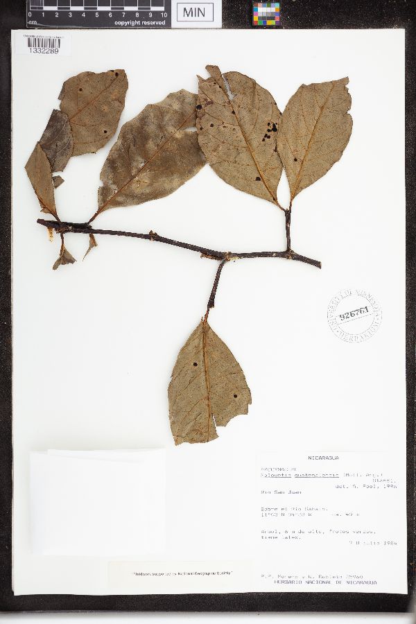 Malouetia guatemalensis image