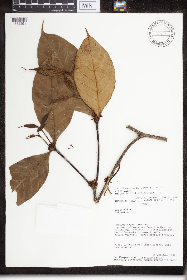 Malouetia killipii image