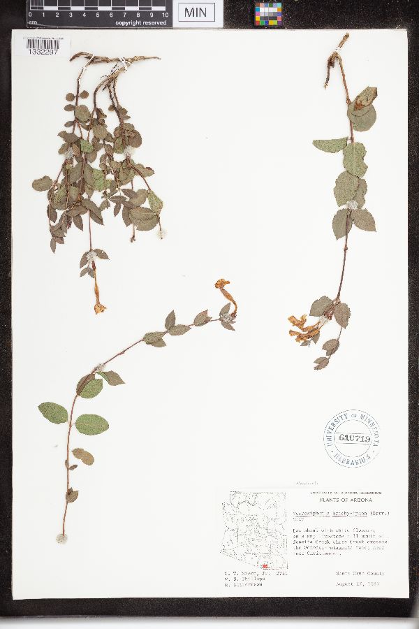 Mandevilla brachysiphon image